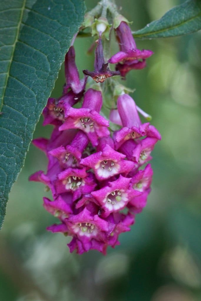 Colvile butterfly bush