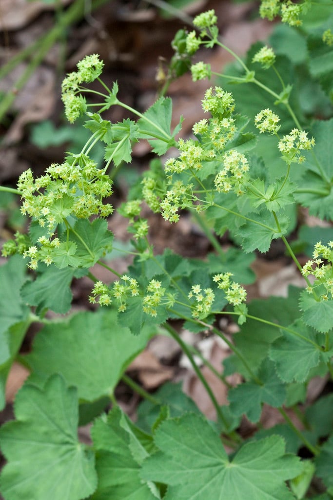 sparsely-foliated Lady's mantle