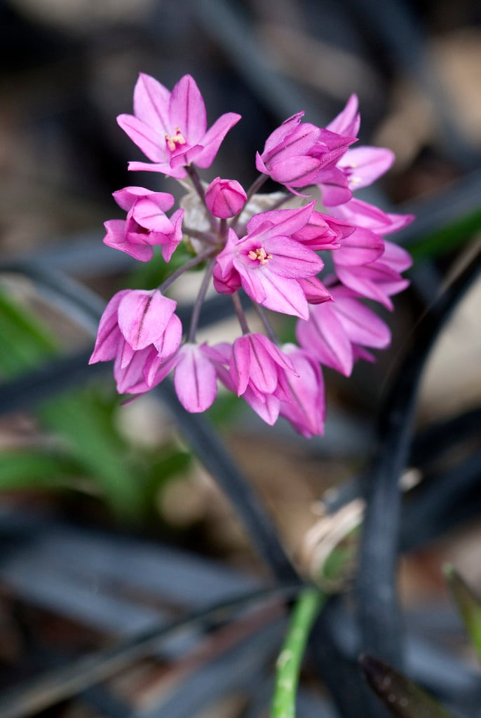 pink lily leek