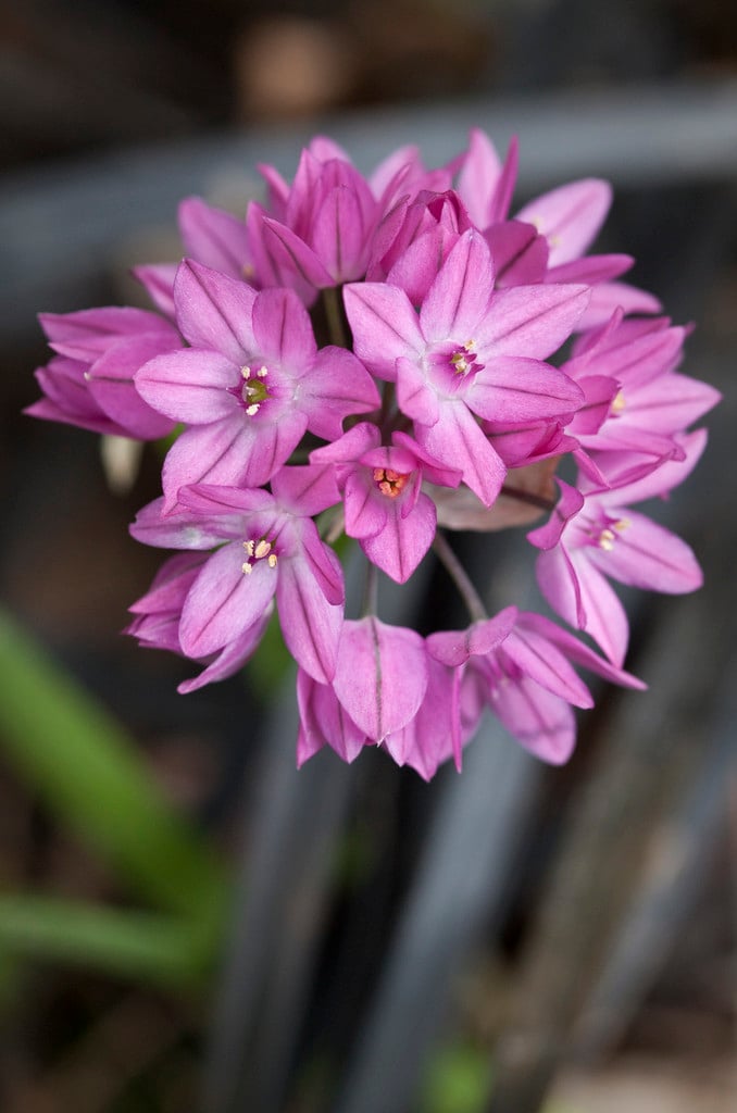 pink lily leek