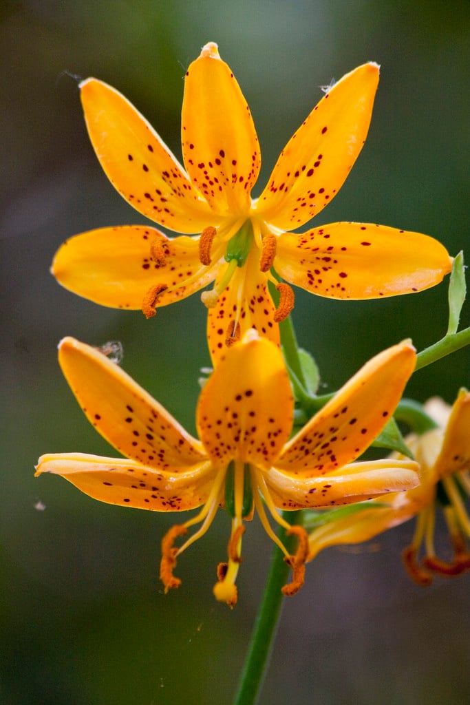 Japanese Turk's cap lily