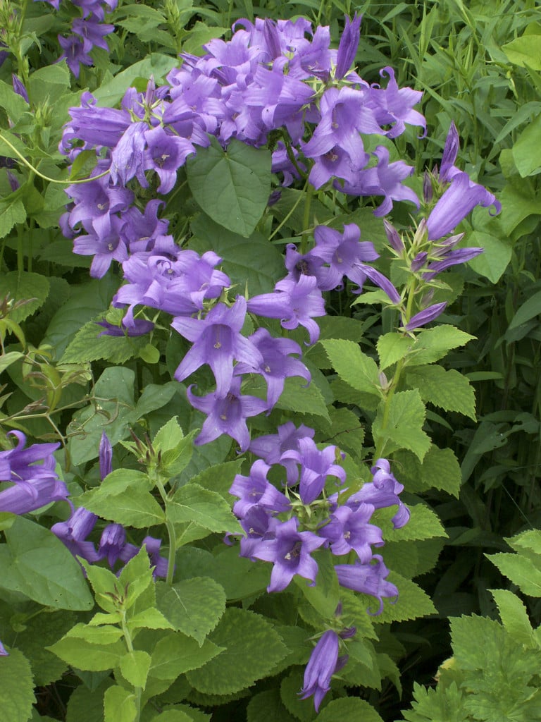 giant bellflower 'Brantwood'