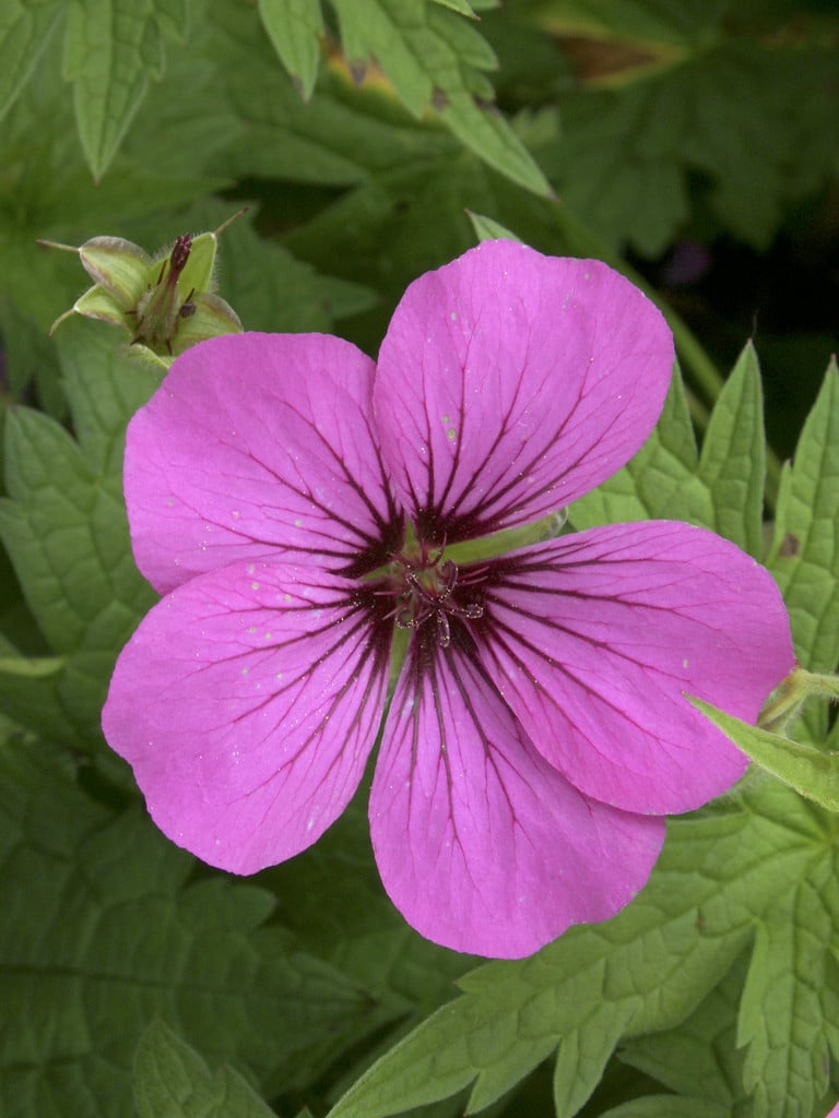 cranesbill [Patricia]