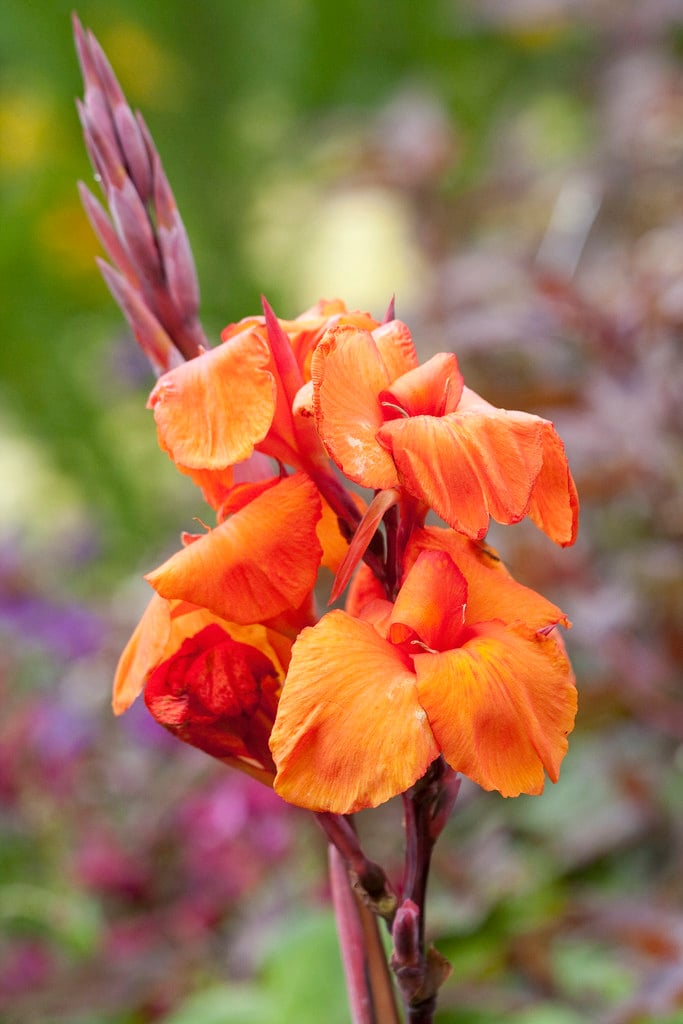 canna 'Phasion'