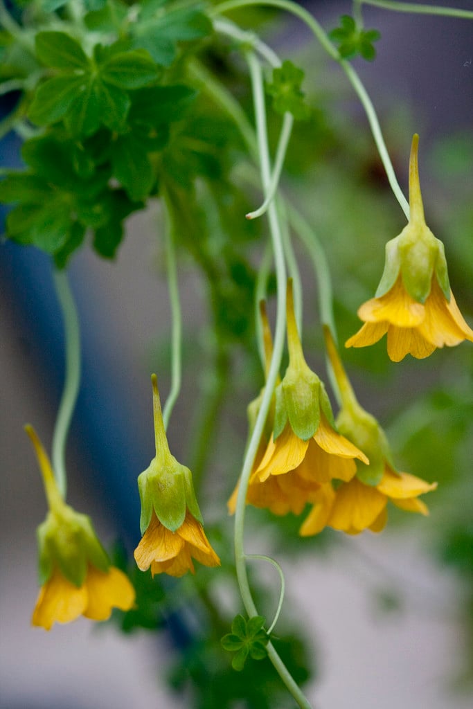 Beuth nasturtium