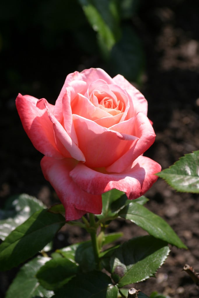 rose 'Silver Jubilee'