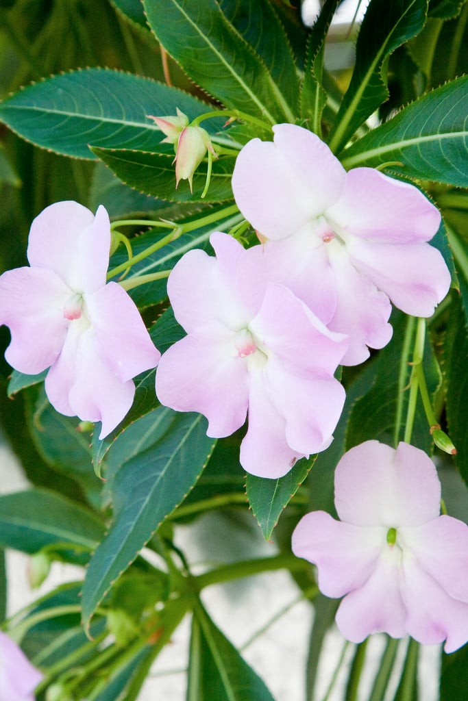 poor man's rhododendron
