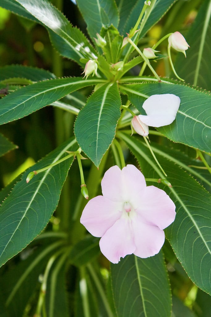 poor man's rhododendron