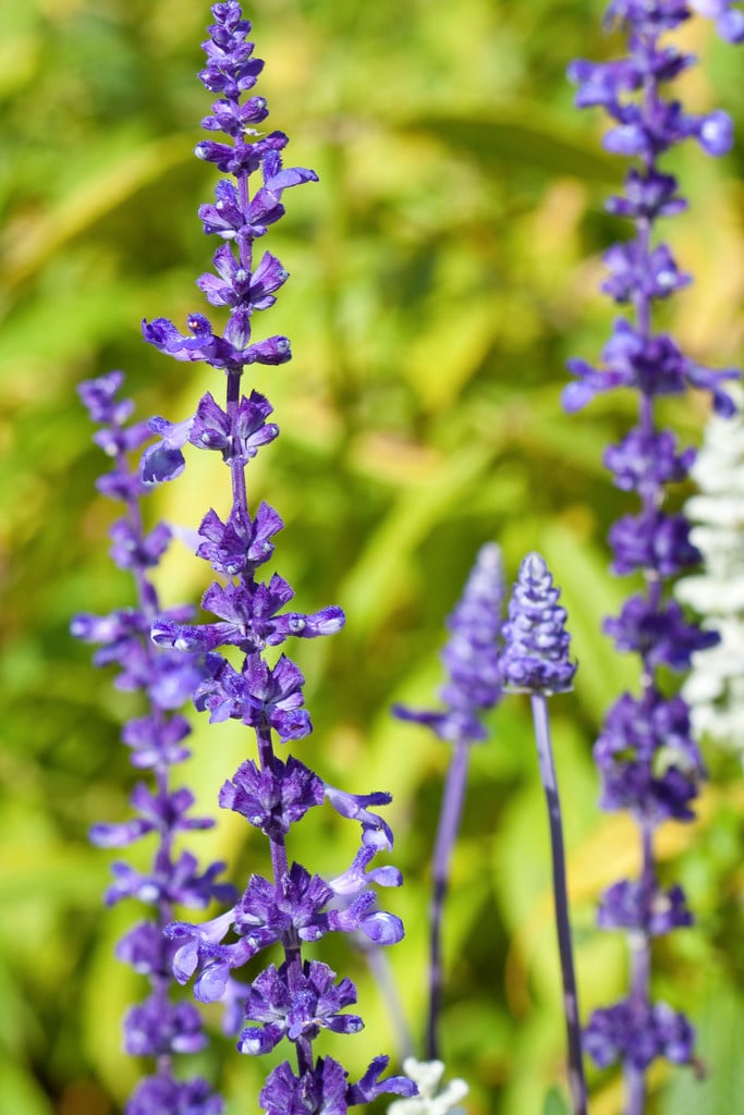 mealy sage 'Victoria'