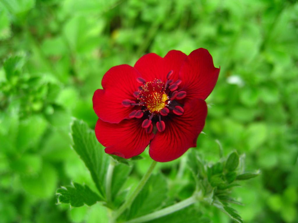 dark crimson cinquefoil