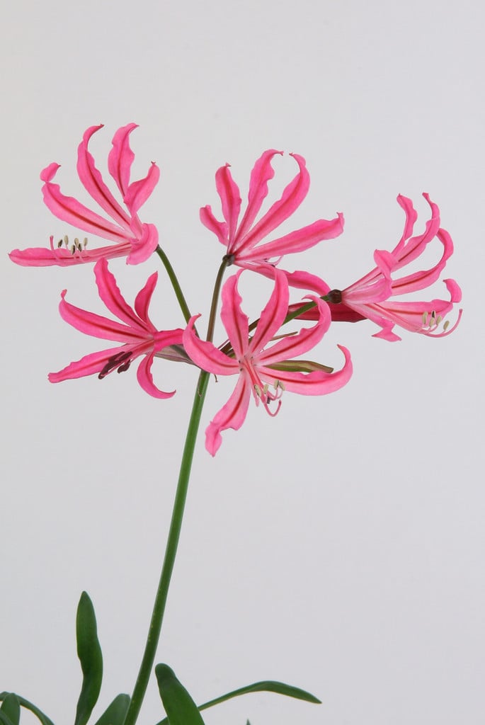 low-growing nerine
