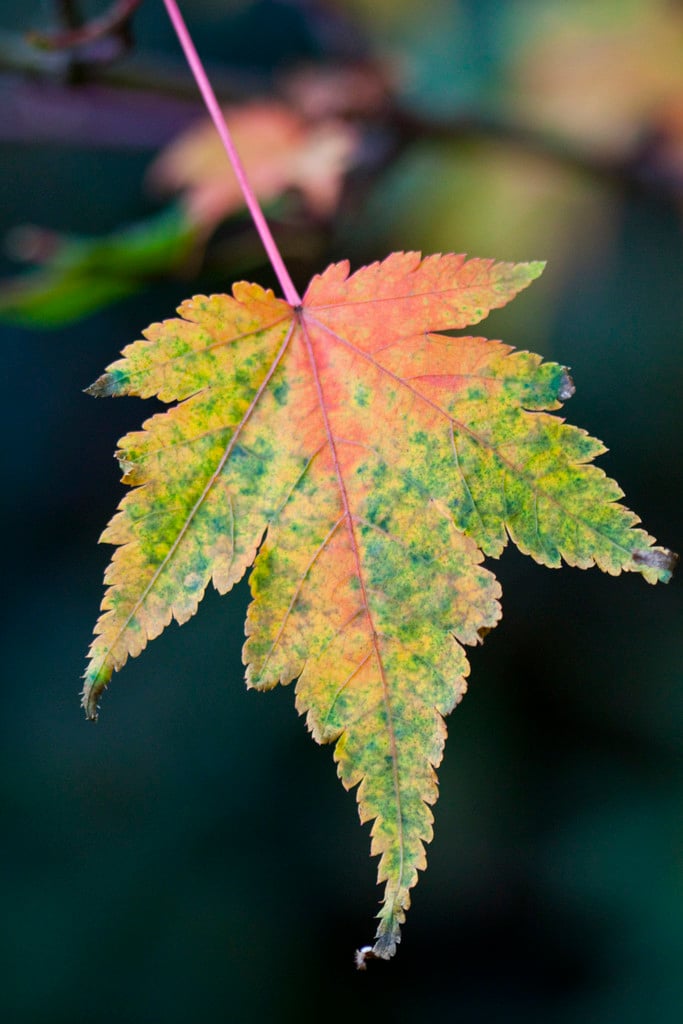 small-leaved maple