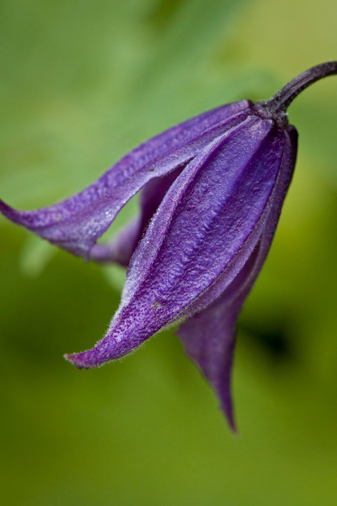 solitary clematis