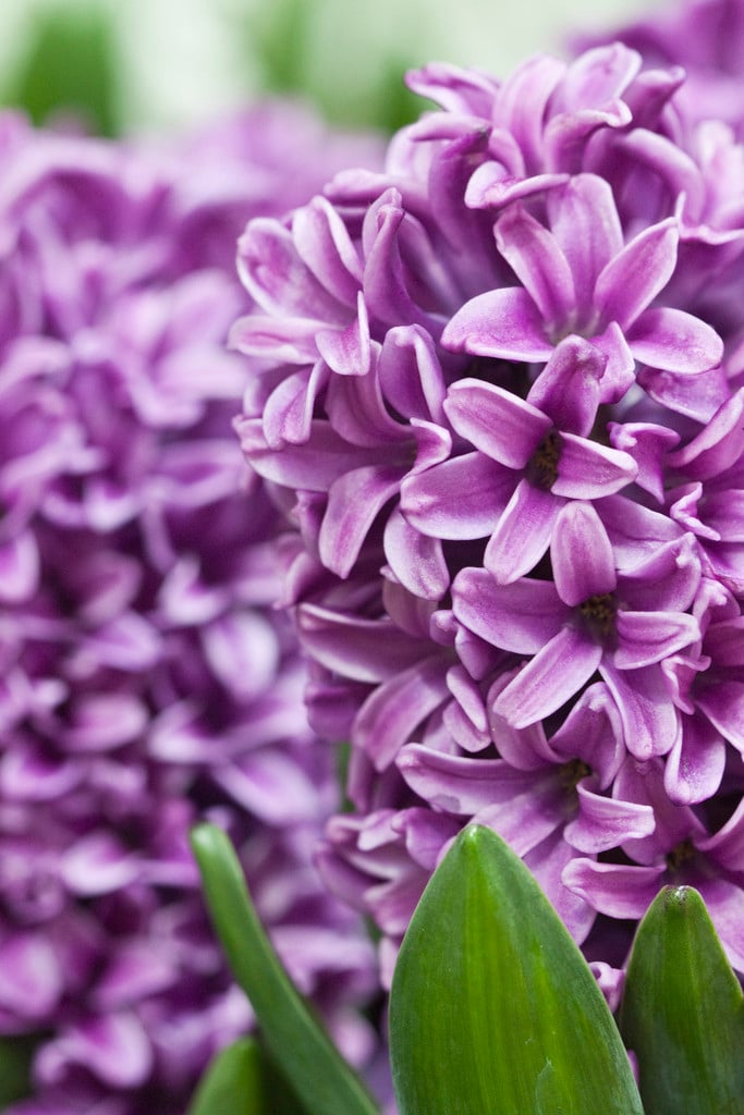 hyacinth 'Miss Saigon'