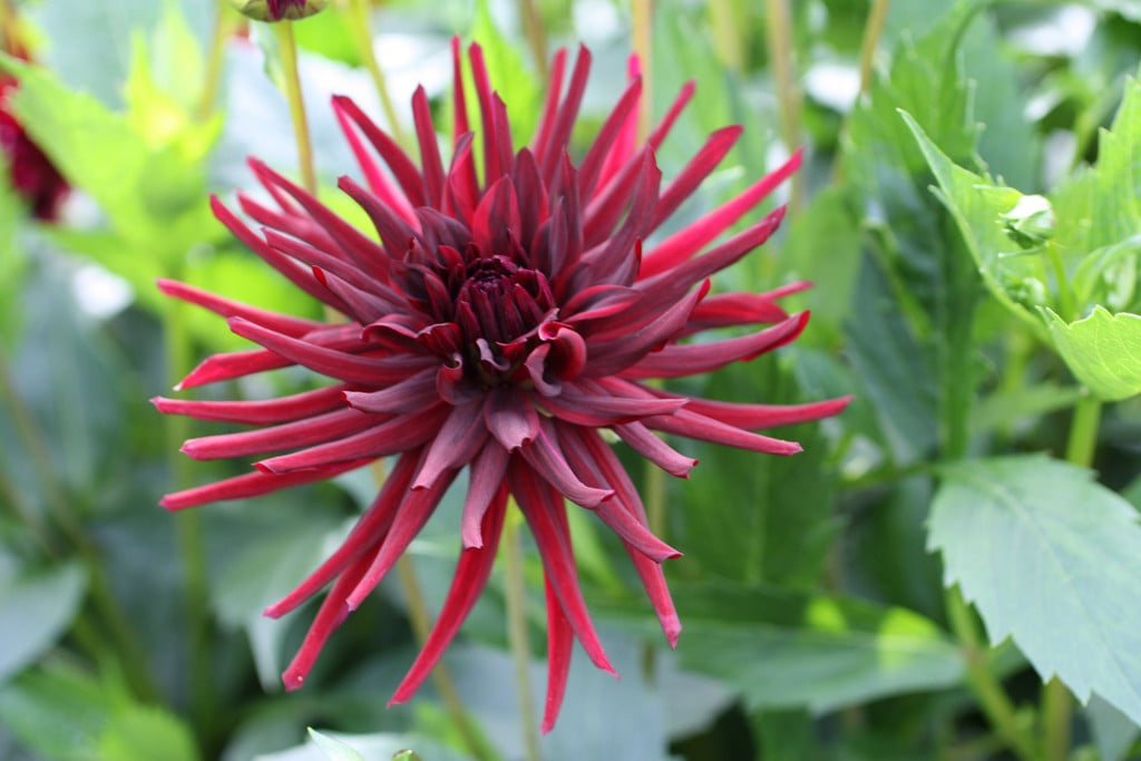 dahlia 'Chat Noir'
