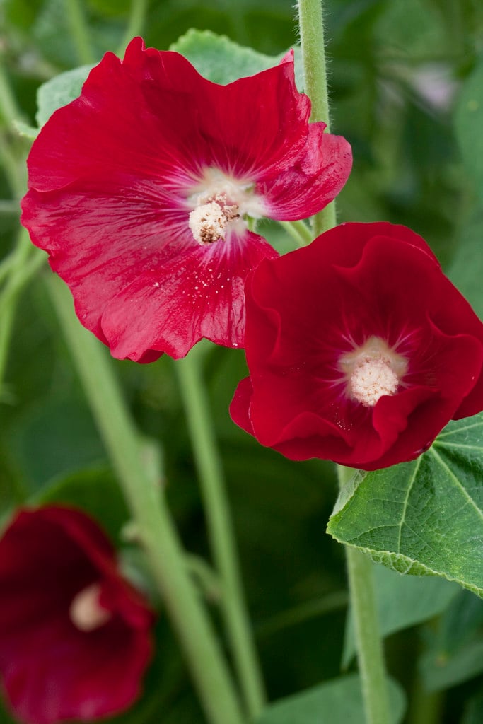 hollyhock 'Mars Magic'