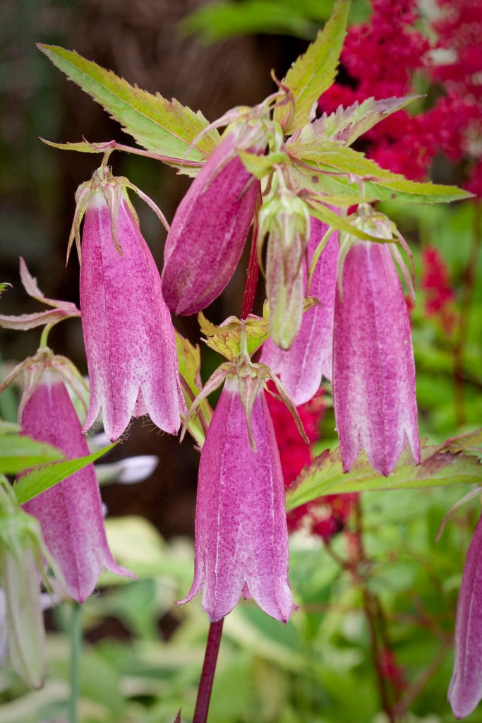 long-flowered harebell (red-flowered form)