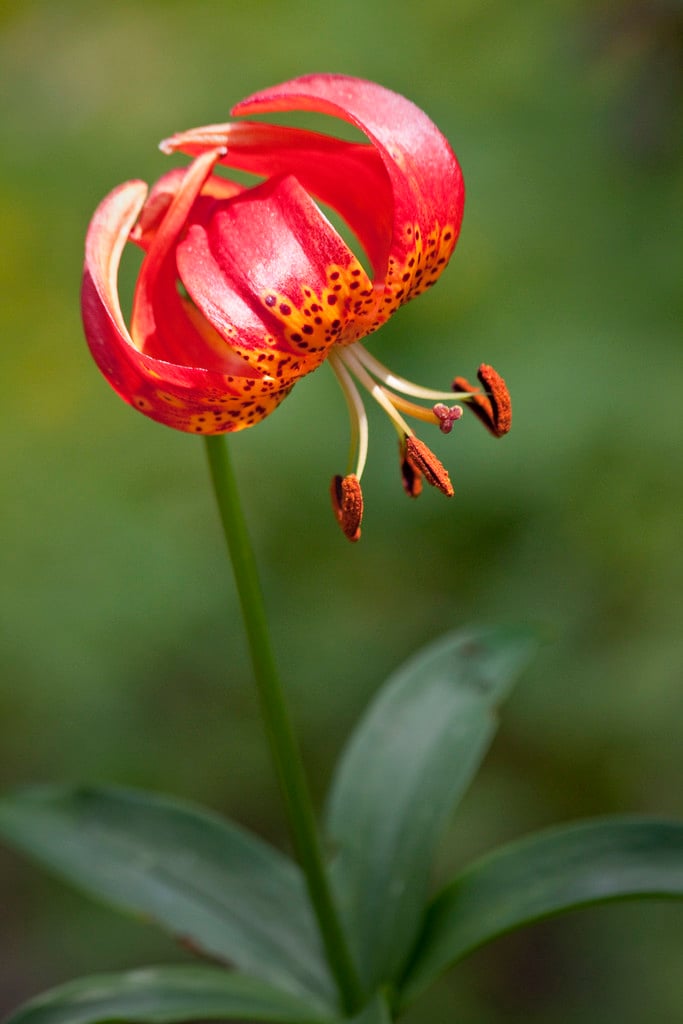 leopard lily