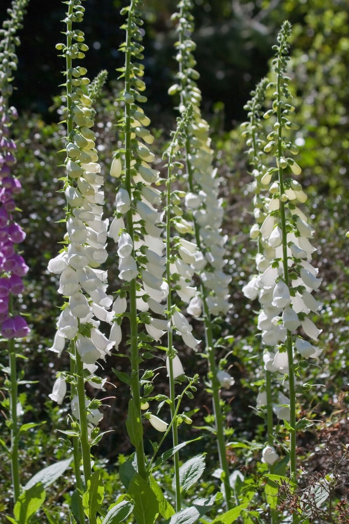 white-flowered foxglove