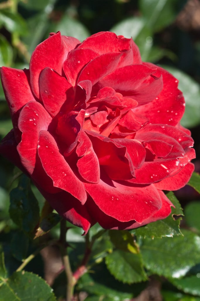 rose [Hot Chocolate]