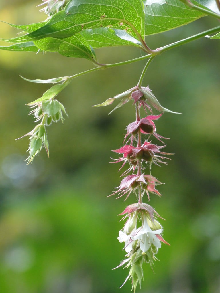 Himalayan honeysuckle
