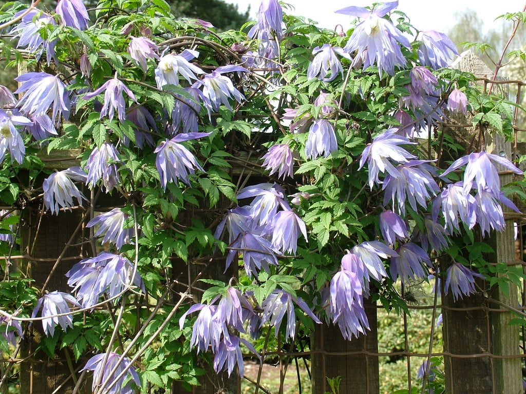 clematis 'Wesselton'
