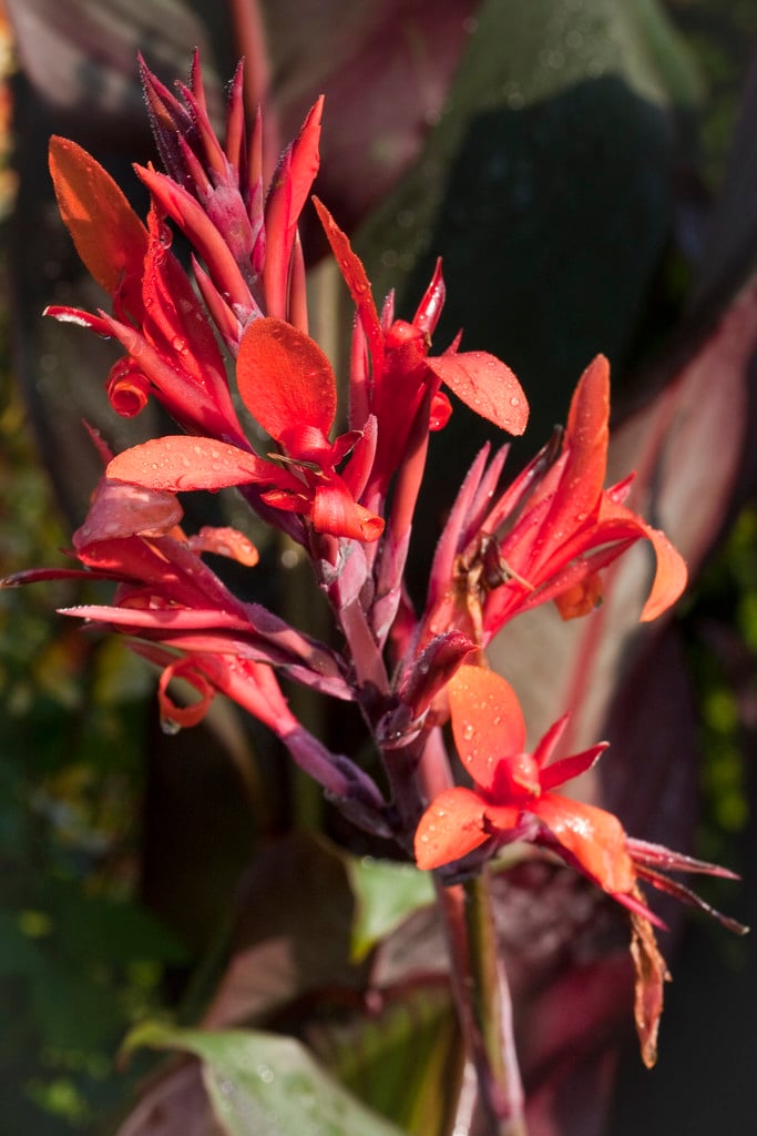 canna 'Purpurea'