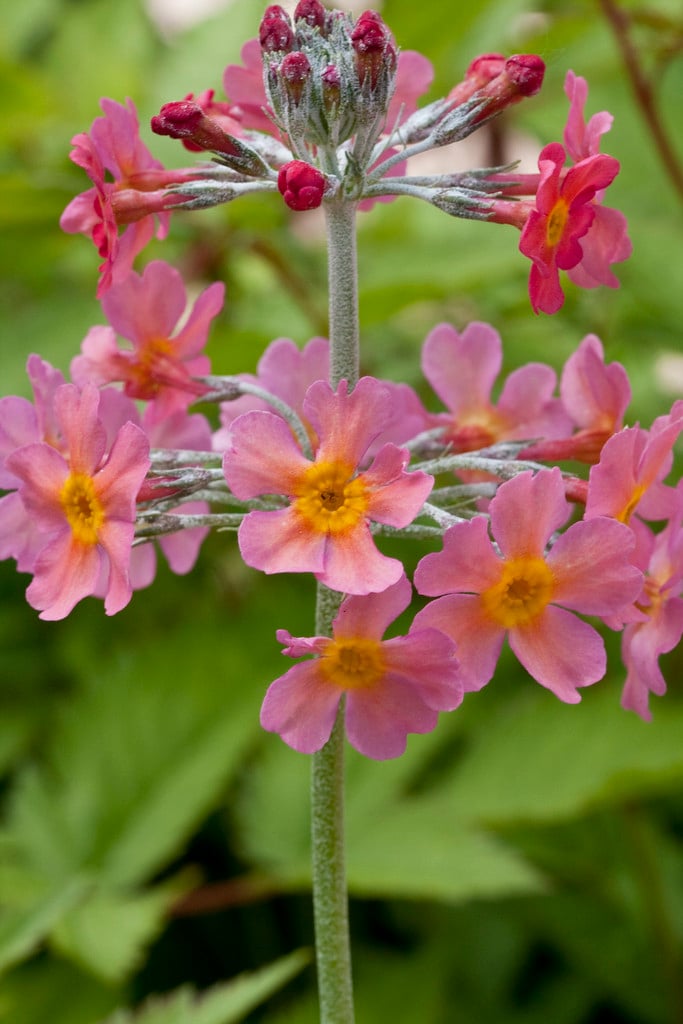 primrose Candelabra hybrids