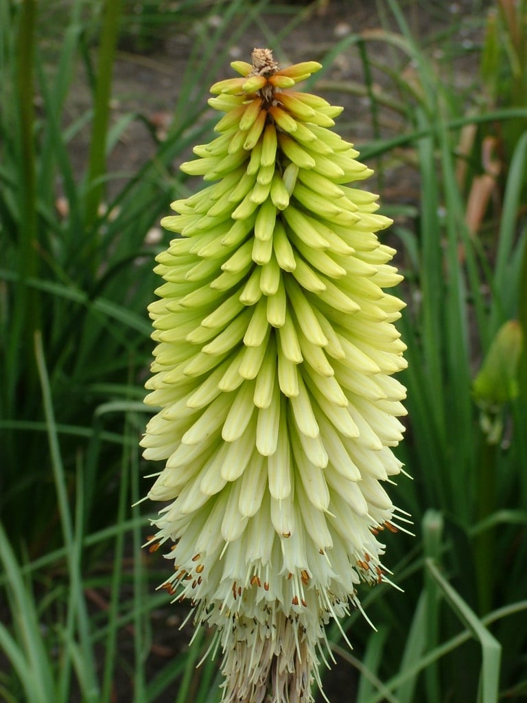 red-hot poker 'Ice Queen'