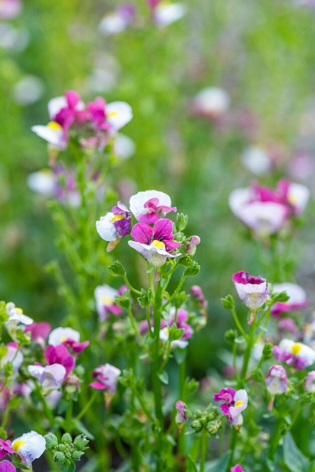 nemesia [Raspberries and Cream]