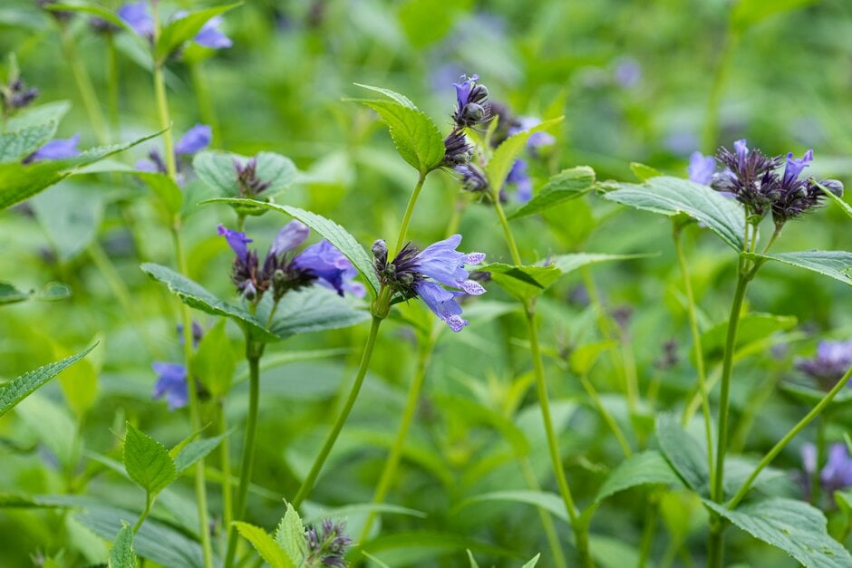 catmint [Nimbus]