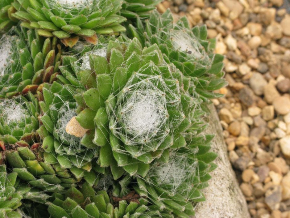 cobweb houseleek