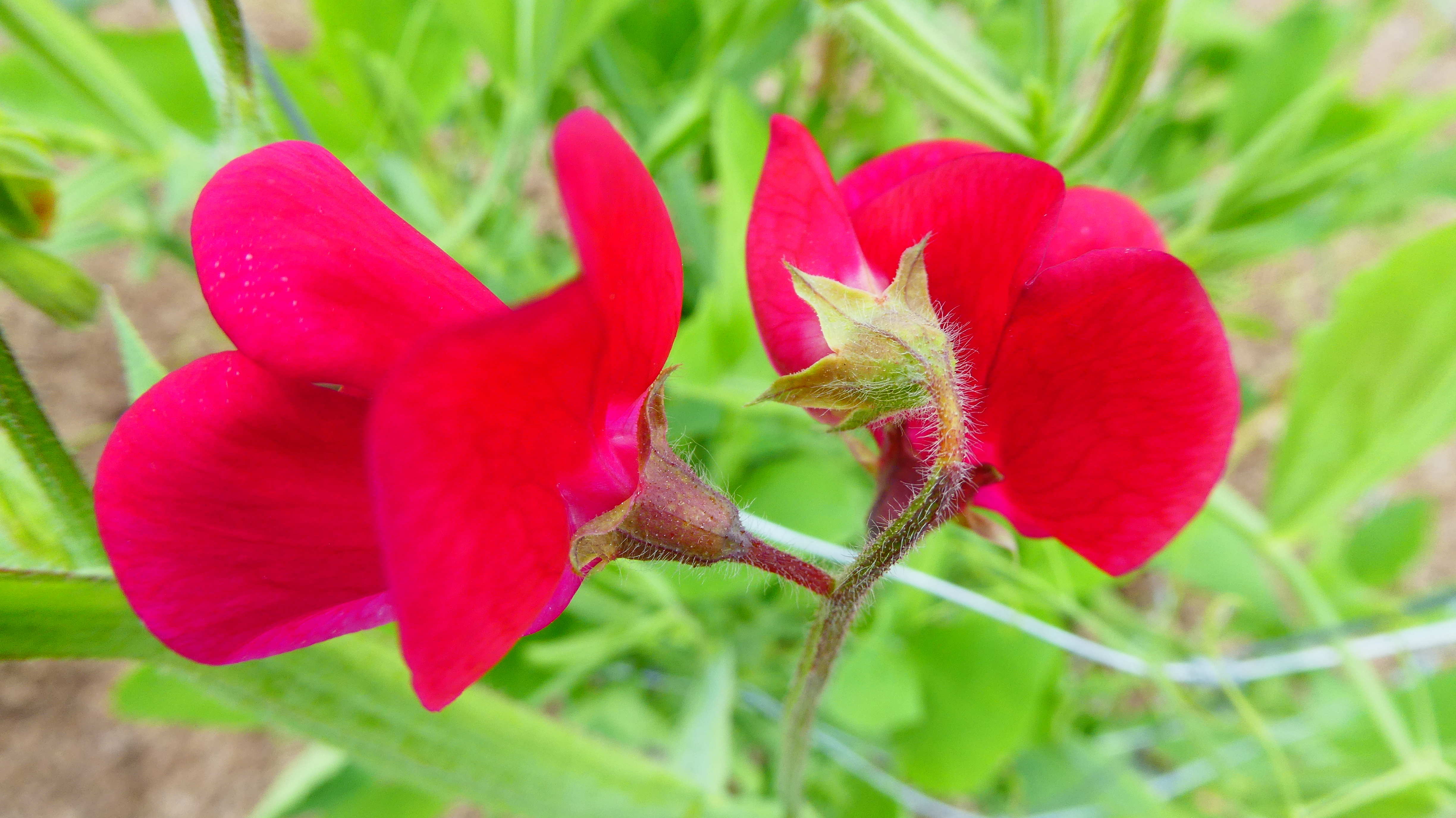 sweet pea 'King Edward VII'