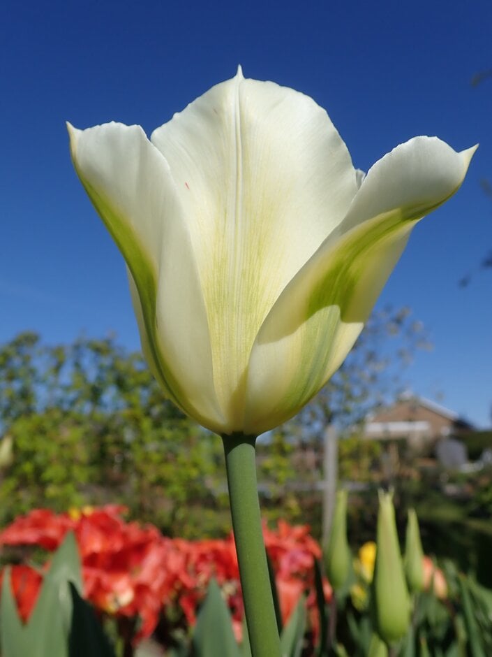tulip 'Spring Green'