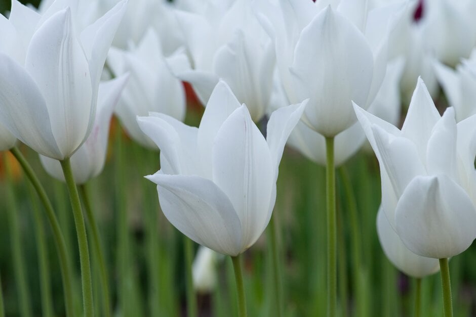tulip 'White Triumphator'