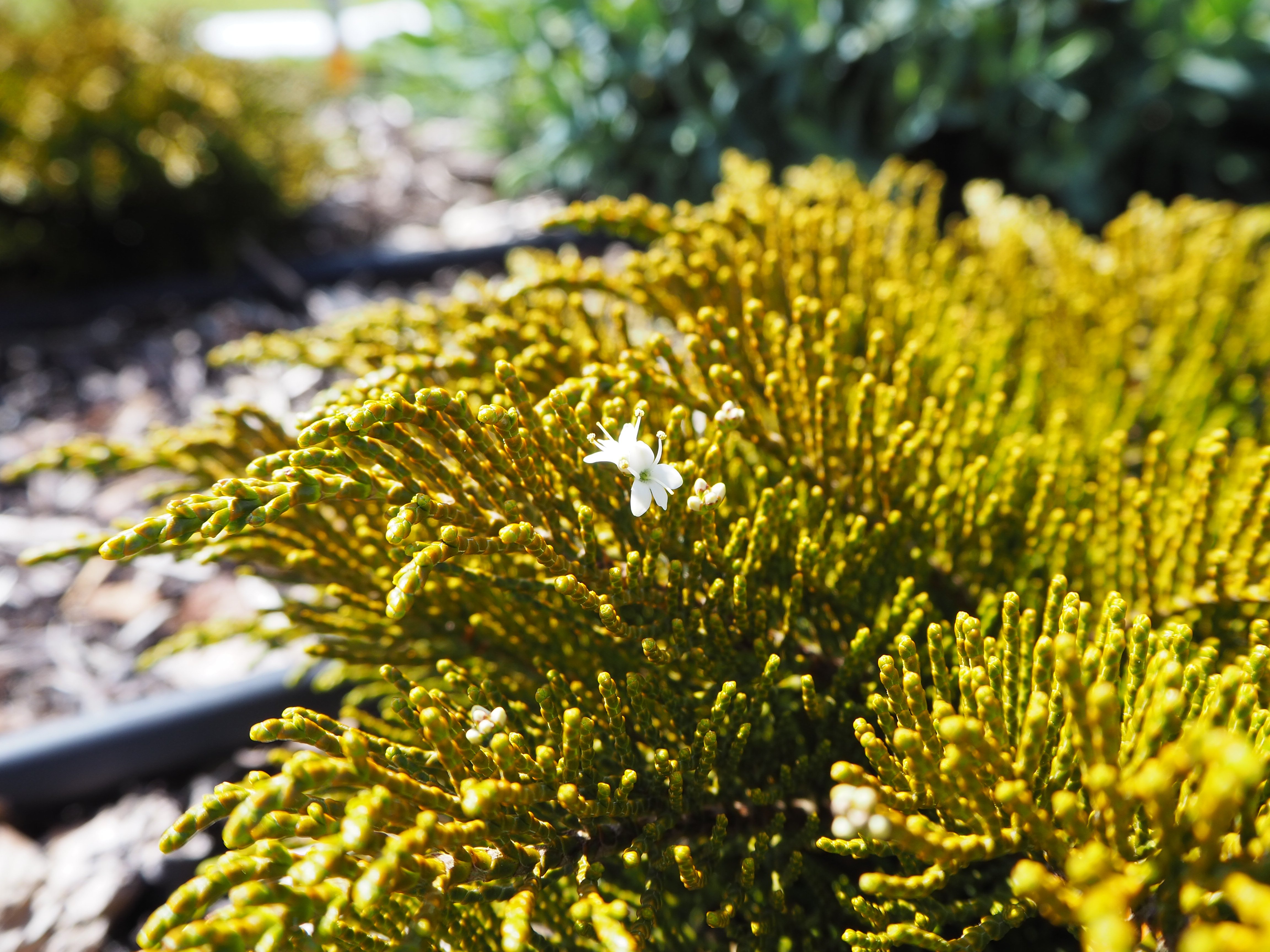 hebe 'James Stirling'