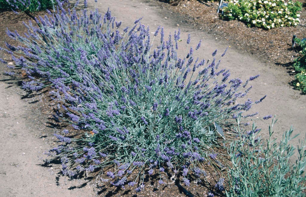 lavender 'Sawyers'