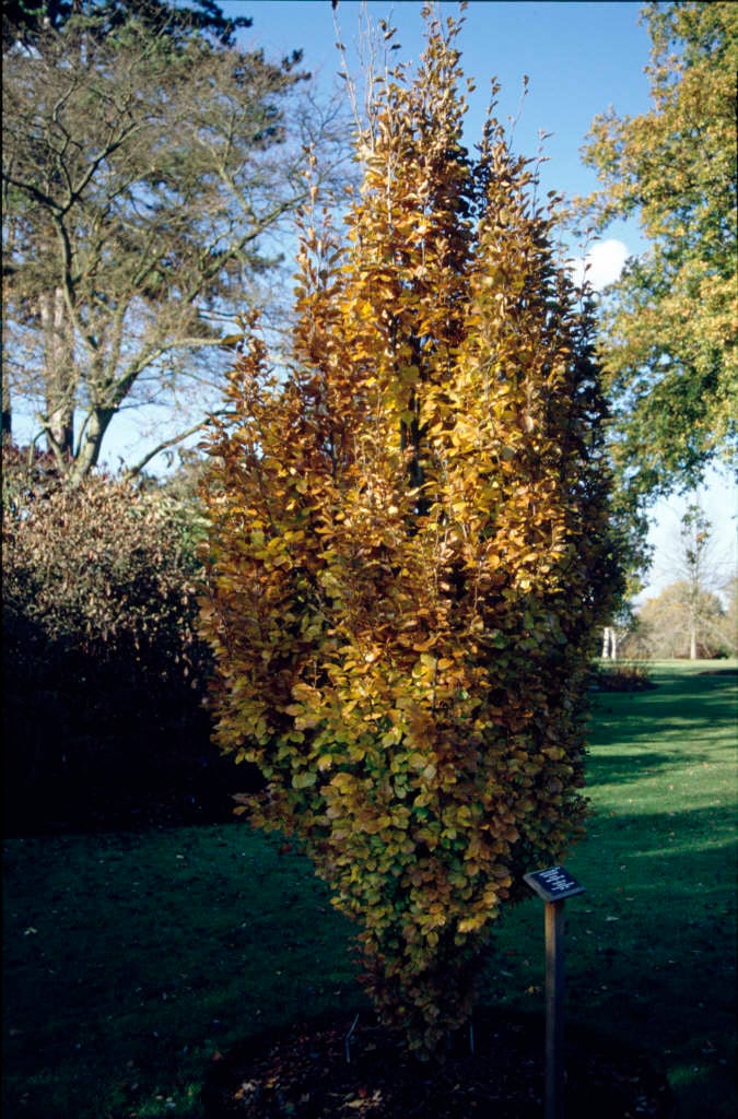 beech 'Dawyck Gold'