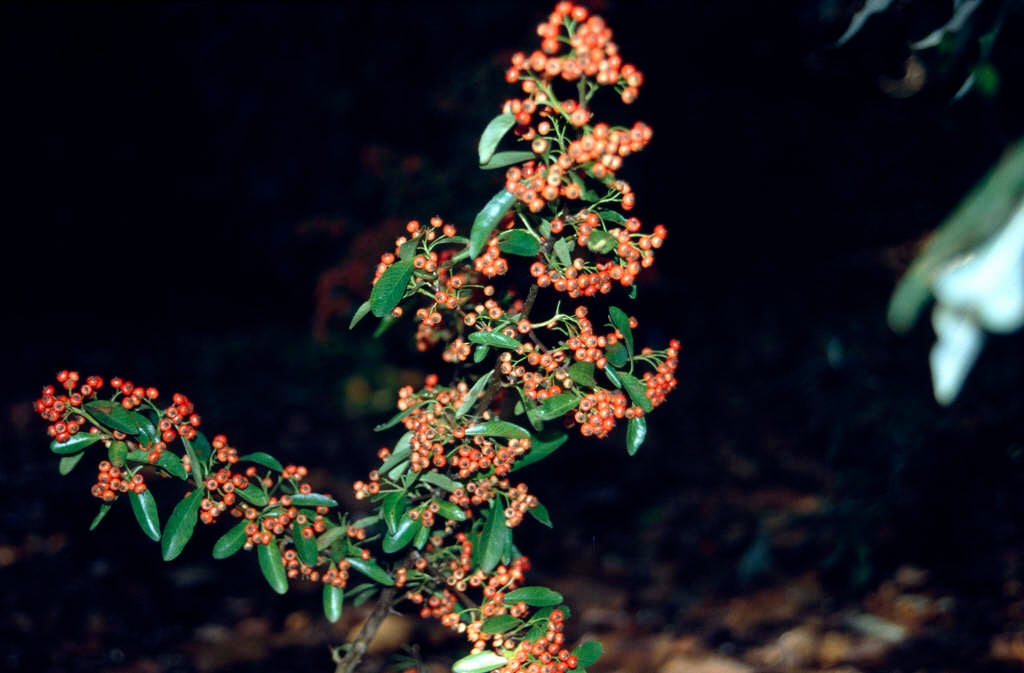 firethorn [Saphyr Rouge]