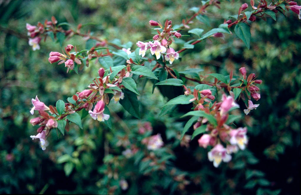 Schumann abelia