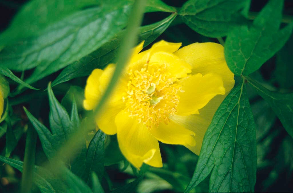 Ludlow's tree peony