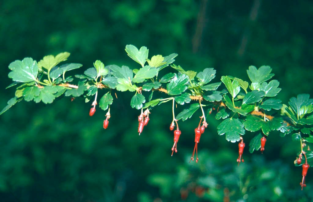 fuchsia-flowered gooseberry
