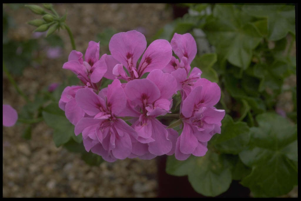 geranium 'La France'