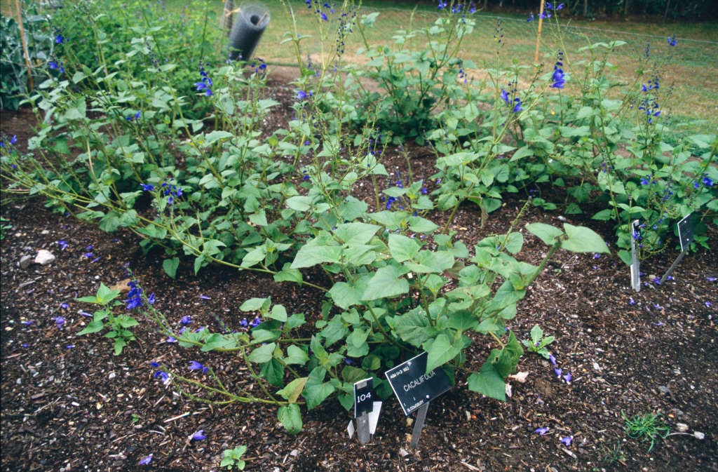 Guatemalan leaf sage