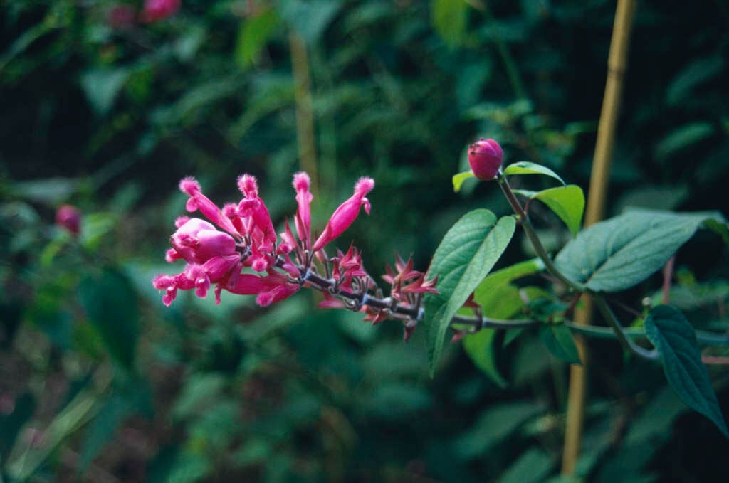 rosy-leaf sage 'Boutin'