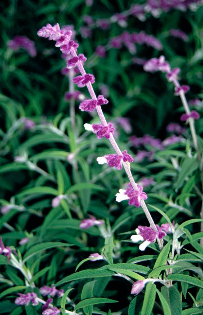 Mexican bush sage
