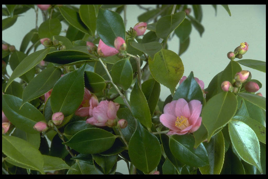 camellia 'Cornish Spring'