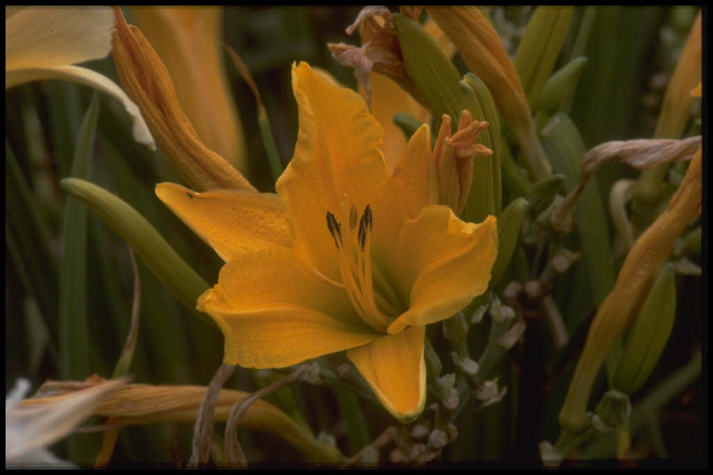 daylily 'Burning Daylight'