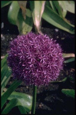 allium 'Globemaster'