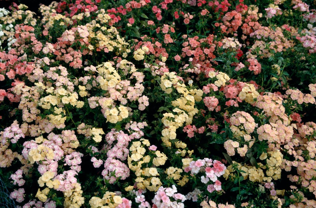 annual phlox 'Phlox of Sheep'